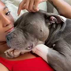Adorable Pitbulls Can Melt Your Heart in the Cutest Ways 🐶 Funny Dog Videos 2025