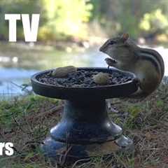 Chipmunks Down by the River - 10 Hour Relaxing Video for Pets and People - Aug 26, 2026
