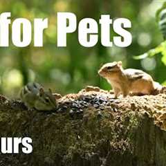 Chipmunks, Birds and Squirrels in a Canadian Forest - 10 Hour Cat TV for Pets - Aug 27, 2025