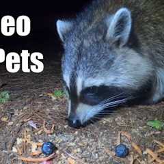 Mice, Raccoons and Nighttime Critters - 10 Hour Cat TV for Pets to Watch 🐱 - Aug 28, 2025