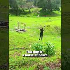 Crazy Little Dog Charges Toward Bulls and Horses