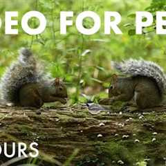 Squirrels, Chipmunks and Forest Friends - 10 hour Cat TV for Pets to Watch - Aug 29, 2025