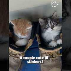 🎼 Smelly Cat Smelly Cat 🐈 What are they feeding you?!?!?! #Friends #Funny #Cats