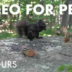 Saturday Morning Cartoons for Pets - 10 Hour Forest Friends Edition - Cat TV 🐱 - Aug 30, 2025