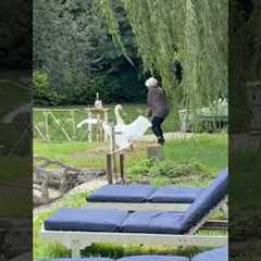 Woman Messes With Swan And Swan Fights Back