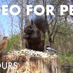 Sunday Morning Brunch for Birds, Squirrels and Chipmunks - 10 hour Cat TV for Pets - Aug 31, 2025
