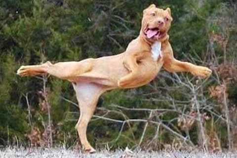 I would die laughing for these comedian dogs 😂 Funny Dog Videos