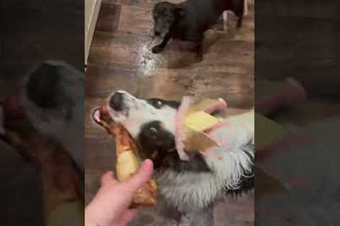 Celebrating Shelter Dog Birthday's!