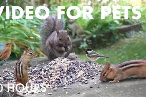 Backyard Bliss with Birds, Chipmunks and Squirrels - 10 Hour Cat TV for Pets 😺 - Aug 01, 2025