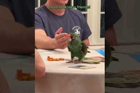 Parrot Joins Group Playing Board Games at Table
