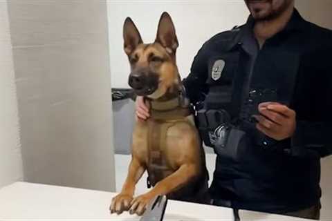 I Need a Police Dog For Protection But Got a Comedian 😂 Funny Belgian Malinois Dog Videos