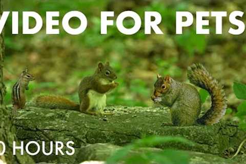 Saturday Morning Cartoons for Pets - 10 Hour Forest Friends Edition - Aug 02, 2025