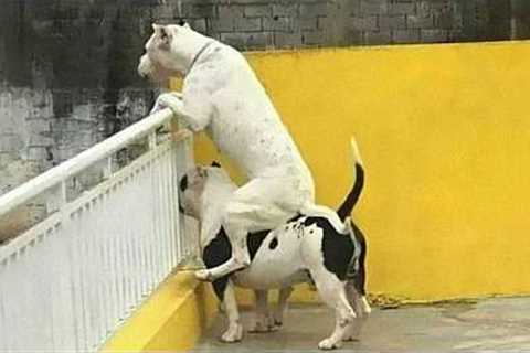 When You Own a Dog With 1000 IQ 😲 Funniest Dogs Video 2025!
