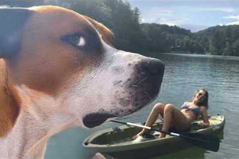 I Wasn't Prepared For The Dog Comedy 😁 Funny Dog Videos 2025