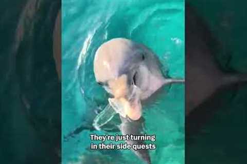 Dolphin Helps Retriever Litter