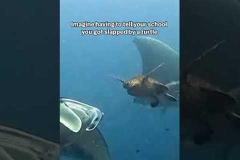 Sea Turtle Slaps Manta Ray
