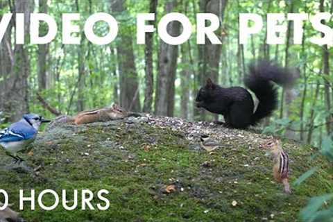 Birds, Squirrels and Forest Friends in Harmony - 10 Hour Video for Pets and People - Aug 04, 2025