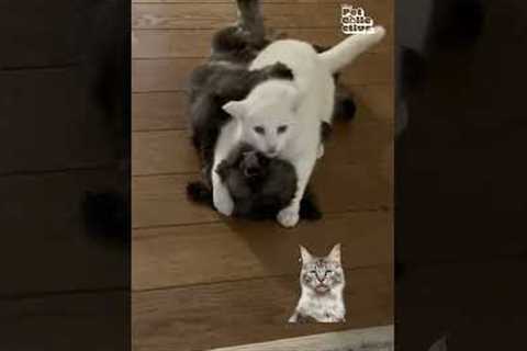 Cats VS. Dogs VS. Judgy Cat 😈