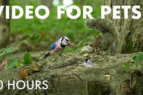 Chipmunks, Squirrels and Birds in the Forest - 10 Hour Cat TV for Pets to Watch 😺 - Aug 05, 2025