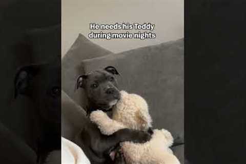 He's just a baby!!! 🐕🧸🥰 #StaffordshireBullTerrier #Dog #Puppy