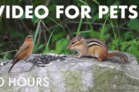 Relaxing Video for Pets and People - Squirrels, Chipmunks and Birds in the forest - Aug 06, 2025