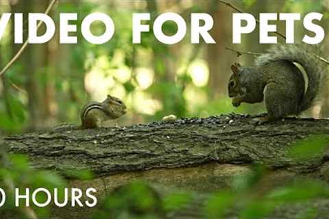 Chipmunks, Squirrels and Forest Friends in Harmony - 10 Hour Cat TV for Pets 😺 - Aug 08, 2025