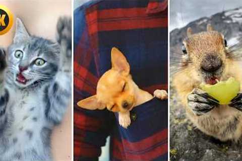 Cute And Tiny Animals 😍 | 1 Hour Of Small Animals!
