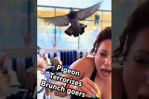 Pigeon Terrorizes People At Brunch! 💥