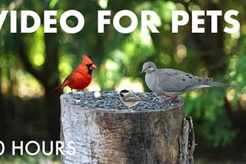 Backyard Bliss with Beautiful Birds and Squirrels - 10 Hour Cat TV for Pets to Watch - Aug 09, 2025