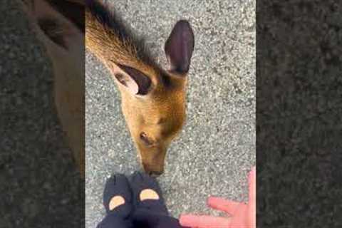 Real recognizes real! 😤🦌🤣 #Deer #Fawn #Shoes
