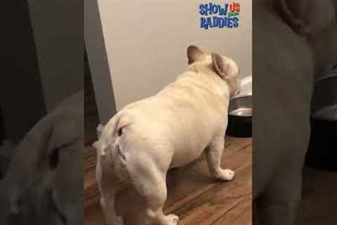 These pets are serving pure DRAMA! #Baddies #FunnyAnimals #BravoTV