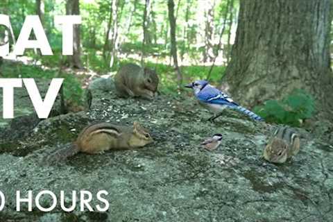 Squirrels, Chipmunks and Forest Friends - 10 Hour Cat TV for Pets 😺 - Aug 11, 2025