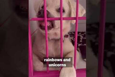 Giving Your Dog Their Own Comfy Cot with Crate Training | Pet Pointers ft. @southenddogtraining1