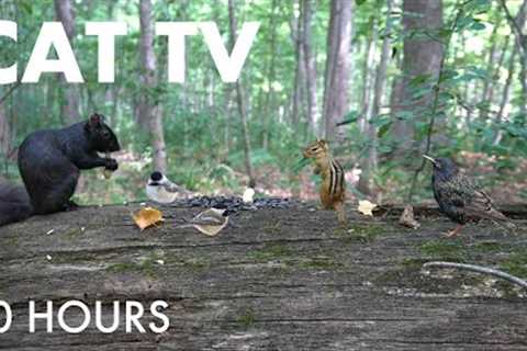 Relaxing Video for Pets and People - 10 hours of Animals in the Forest - Aug 12, 2025