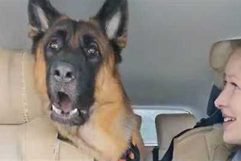 When 'Brave' Police Dog’s First Time At The Vet 😁 Funny Dog Videos 2025
