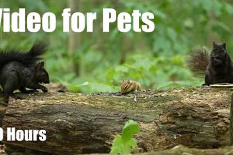 Black Squirrels, Chipmunks and Forest Friends in Harmony - 10 hour Cat TV for Pets - Aug 13, 2025