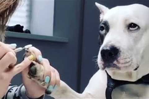 Dogs Being Comedy Who Deserve an Oscar 😁 Funniest ANIMAL Videos