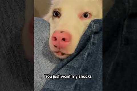 Woman Accuses Dog Of Using Her For Snacks. The dog's reaction is hilarious!