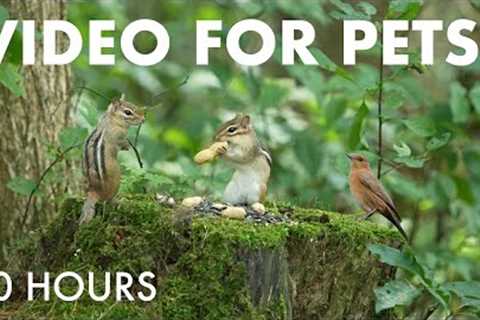 Birds, Squirrels and Chipmunks in a Canadian Forest - 10 Hour Cat TV for Pets 😺 - Aug 14, 2025