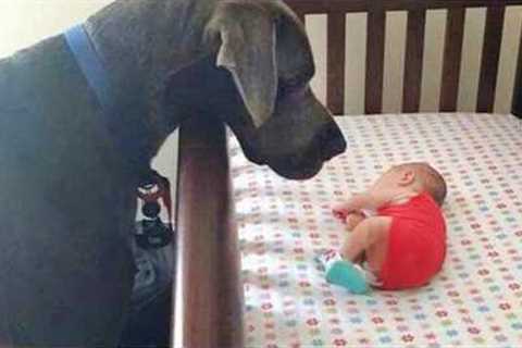 Dog Couldn't Wait To Meet His Baby Sister For The First Time