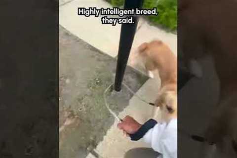 🎶 I ain't the sharpest tool in the shed! 🎶 #Dogs #Funny #Puppy