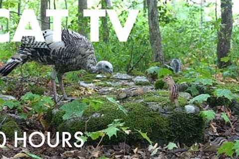 Wild Turkeys, Chipmunks, Squirrels and Forest Friends - 10 Hour Cat TV for Pets - Aug 15, 2025
