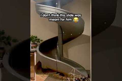 Cat Plays On Funhouse Slide In Home! 🤣🛝  #Cats #CatLife #CatVideos
