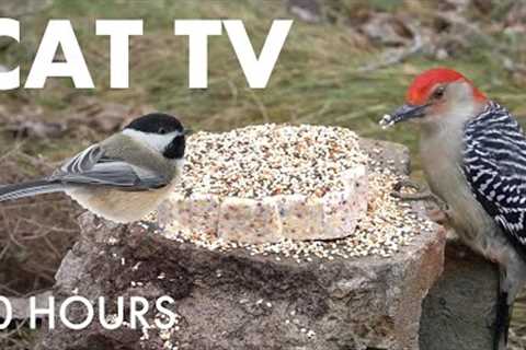 Saturday Morning Cartoons for Pets 😺 - Woodpeckers, Jays and Backyard Birds - Aug 16, 2025