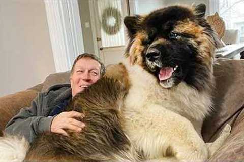 When your Dog steals your house but Wins your heart!😅 Cute Dog and Human Videos