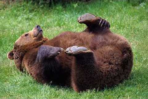 HILARIOUS Bears Being Silly Make You Laugh Hard 😁 Funniest ANIMAL Videos