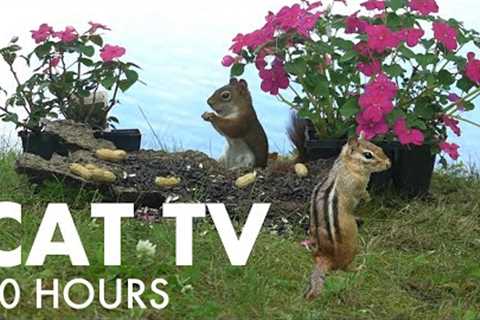 Sunday Morning Brunch for Lakeside Squirrels and Chipmunks - Cat TV for Pets 😺 - Aug 17, 2025