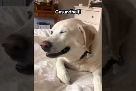 Dog Has Hilarious And Adorable Sneeze!