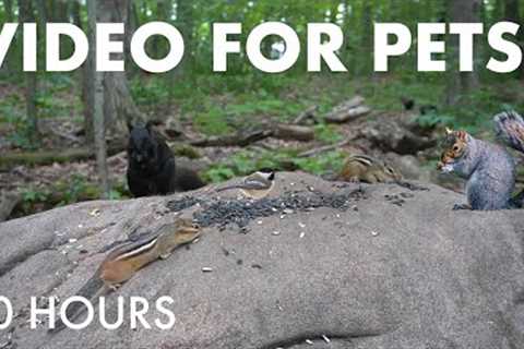 Black Squirrels, Chipmunks and Animals in the Forest - 10 Hour Cat TV for Pets 😺 - Aug 18, 2025