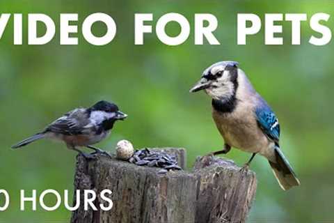 Chickadees, Nuthatches, Chipmunks and Animals in the Forest - 10 Hour Cat TV 😺 - Aug 19, 2025